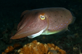Bali 2016 - Broadclub cuttlefish - Seiche - Sepia latimanus - IMG_6112_rc